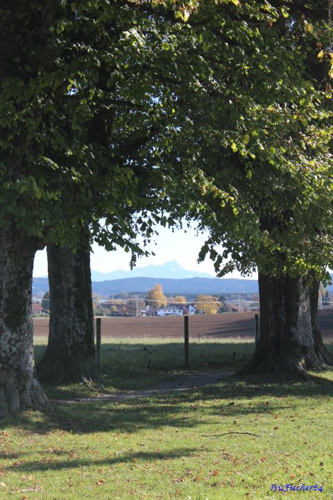 Blick durch die Steindlallee auf den Wendelstein.jpg