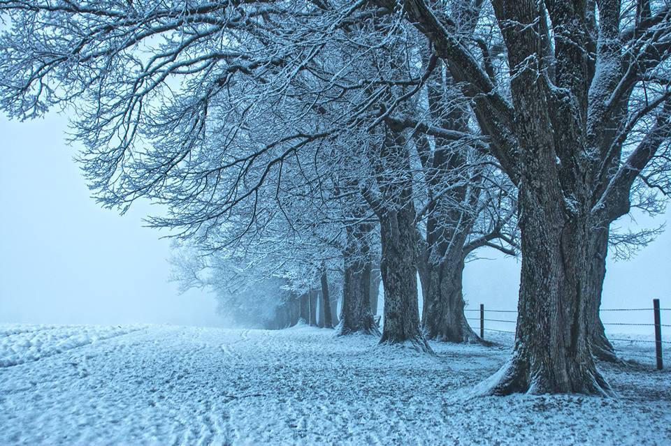 Steindlallee im winternebel Marcel(1).jpg